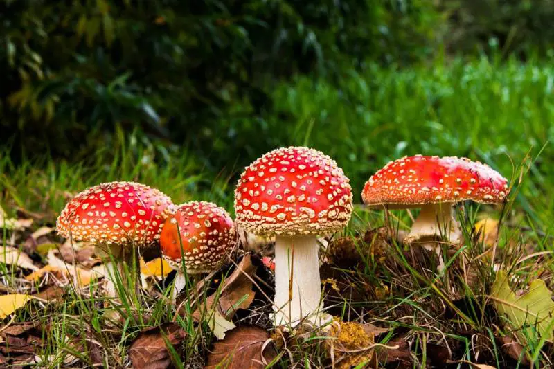 Famiglia mangia funghi e finisce al pronto soccorso